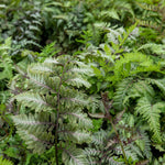 Athyrium 'niponicum Red Beauty' Fern | 1 x 2L | Multi