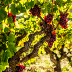 Common Grape Vine - 3 Pcs. - Height 25-40cm - ⌀9cm | Set-of-3 | Red