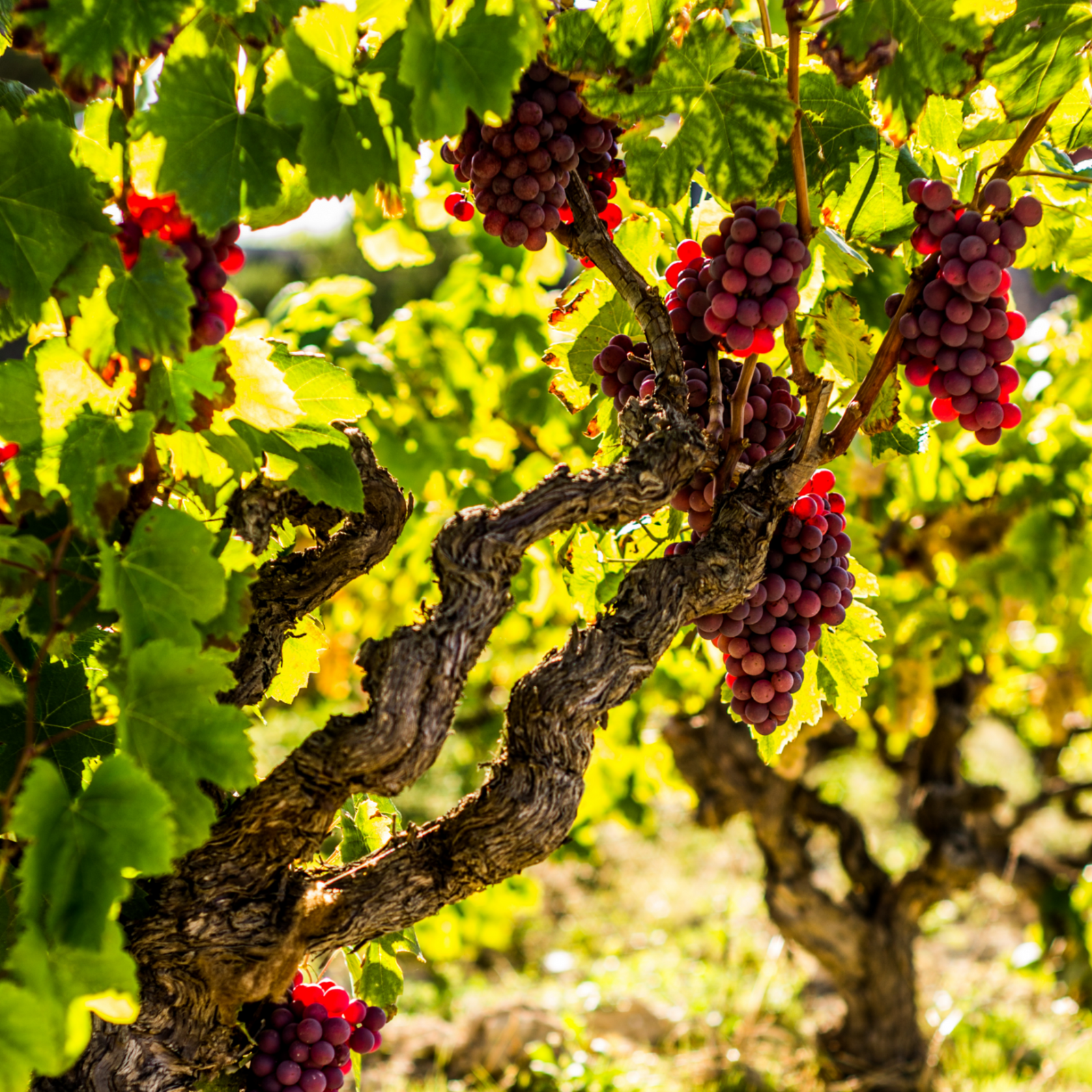 Common Grape Vine - 3 Pcs. - Height 25-40cm - ⌀9cm | Set-of-3 | Red