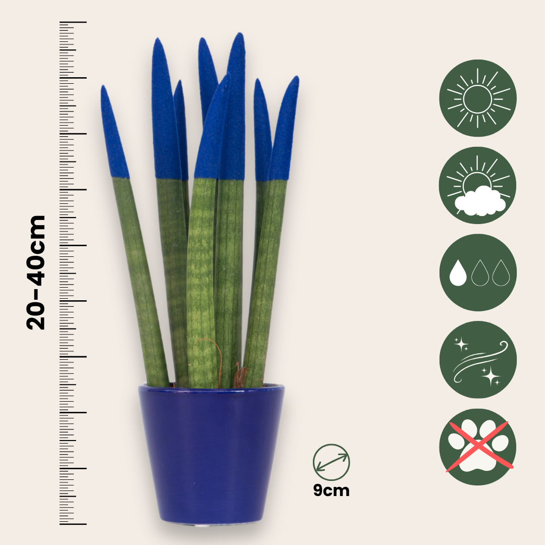 Snake Plant Velvet Touch - Sansevieria Cylindrica - Height 20-40cm - ⌀9cm | Blue