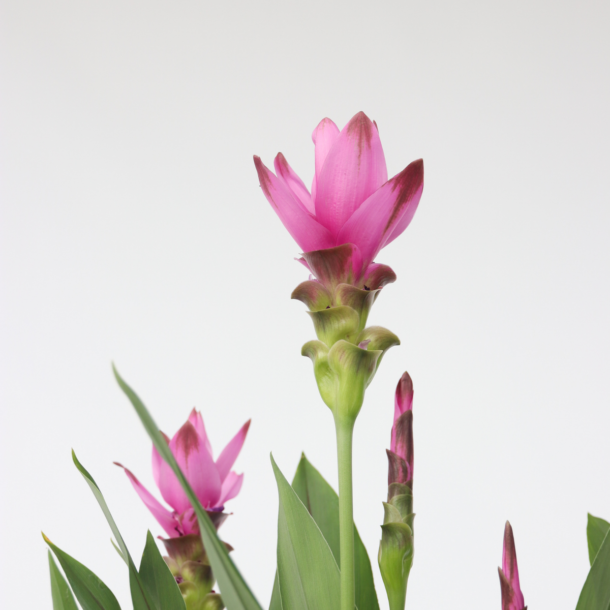Thai Tulip - Curcuma Alismatifolia 'siam Supreme' - Height 70-90cm - ⌀19cm | Set of 1 | Pink