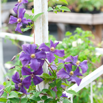 Leather Flower - Clematis Hybrid 'Taiga' - Height 25-40cm - ⌀9cm | Set of 4 | Purple