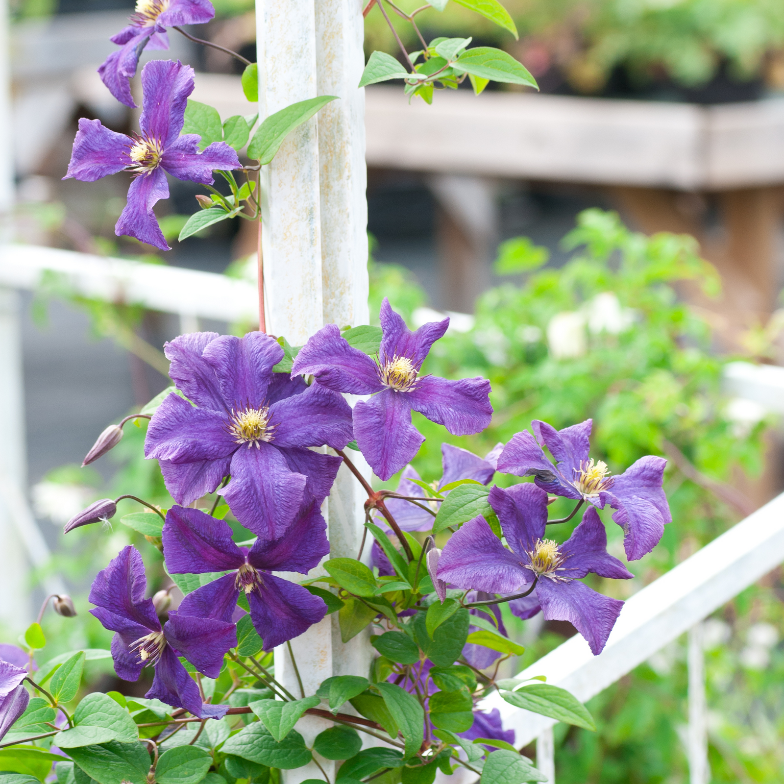 Leather Flower - Clematis Hybrid 'Taiga' - Height 25-40cm - ⌀9cm | Set of 4 | Purple