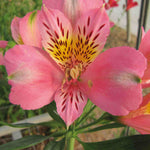 Hayloft Alstroemeria Duc D'anjou 'pierre' 3 x 9cm pots