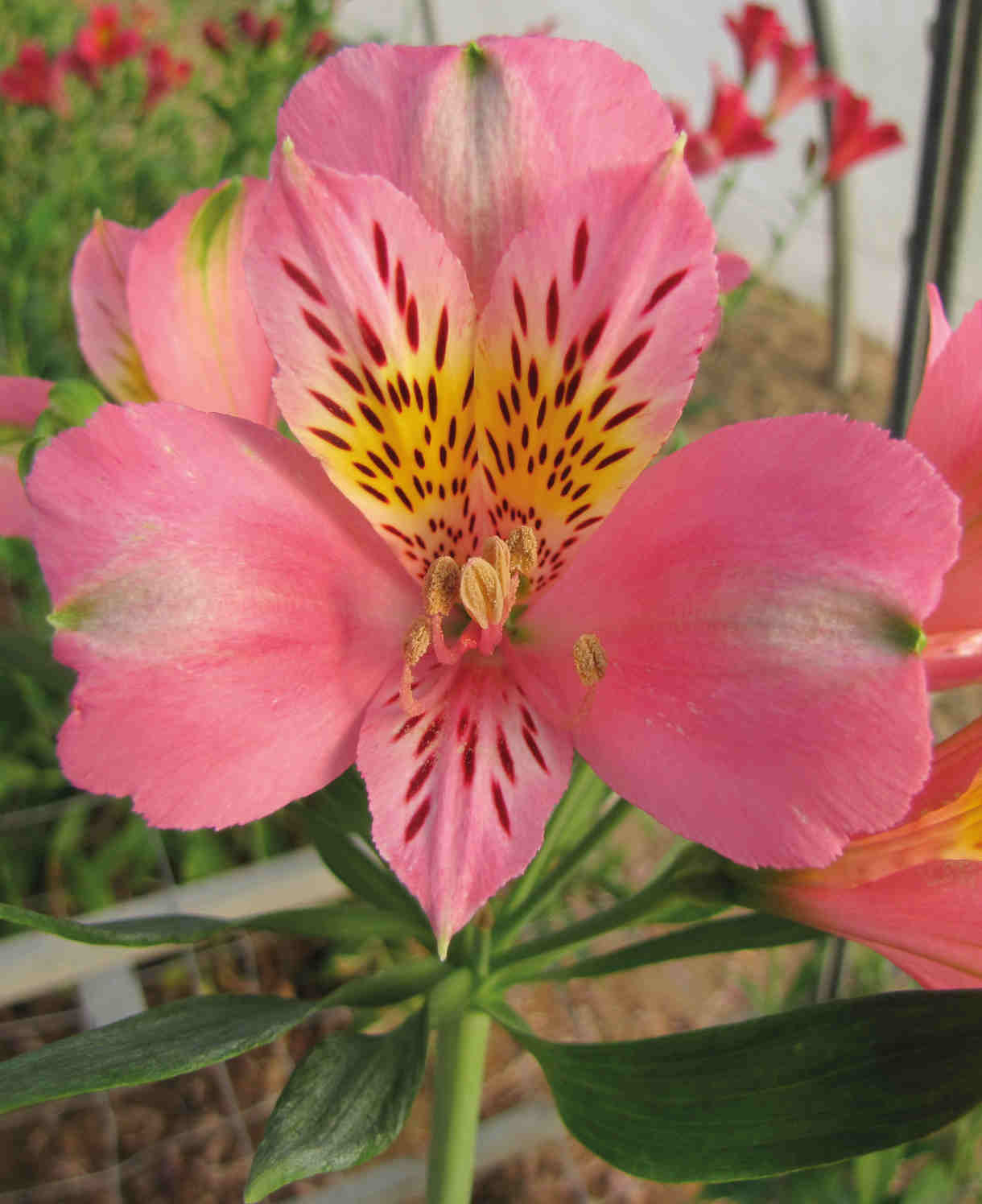 Hayloft Alstroemeria Duc D'anjou 'pierre' 3 x 9cm pots