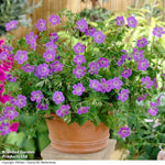 Geranium Rozanne 9cm Pot | Set of 2
