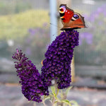 Buddleja Davidii 'black Knight' Butterfly Bush | 1 x 9cm | Purple