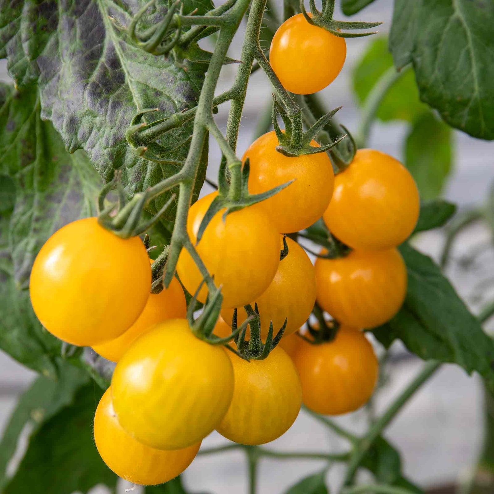 Tomato Seeds Yellow Mimi F1 | 10 Seeds