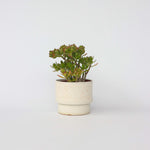 Jade Plant - Crassula Ovata 'minor' - Height 45-50cm - ⌀23cm | Set of 1 | Green