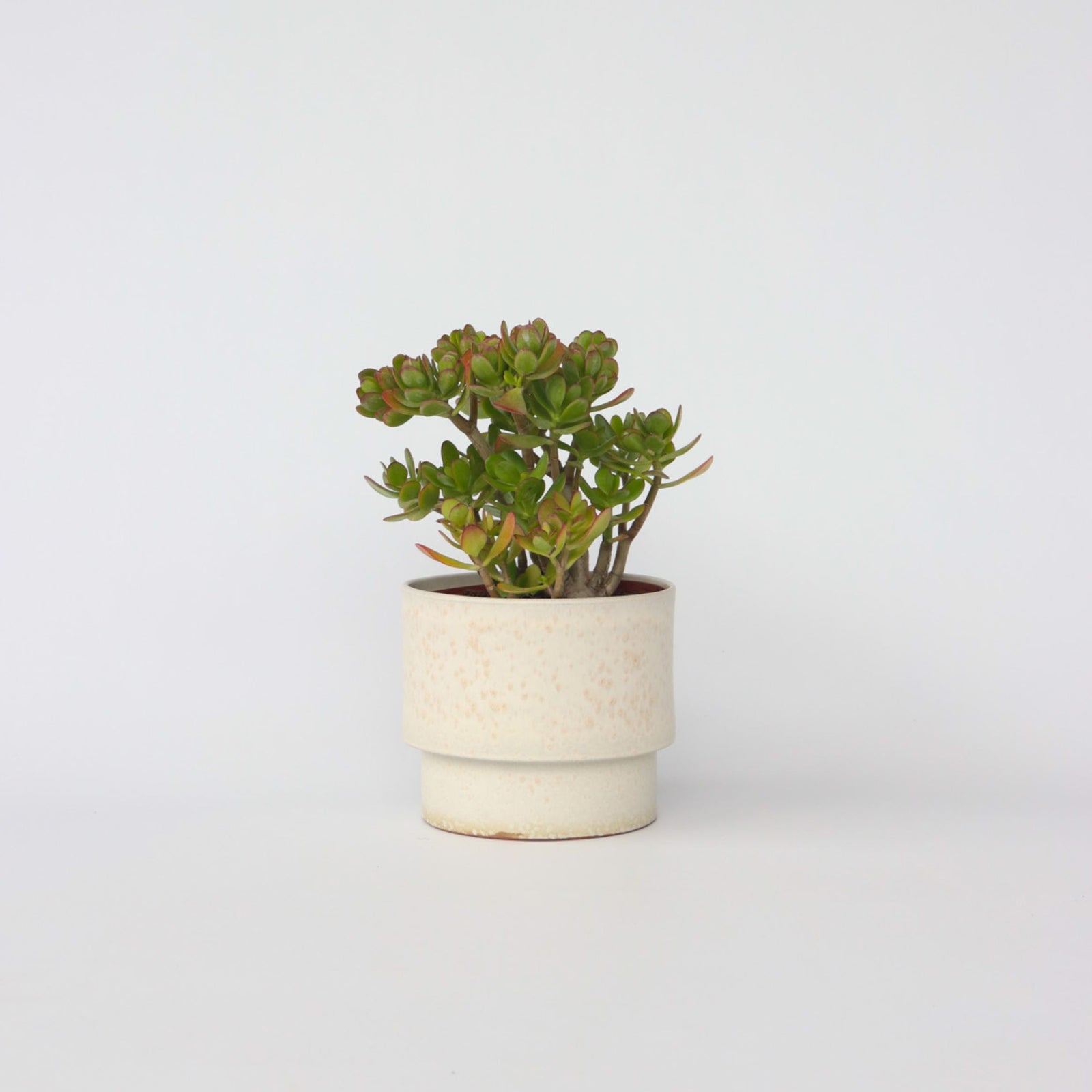 Jade Plant - Crassula Ovata 'minor' - Height 45-50cm - ⌀23cm | Set of 1 | Green