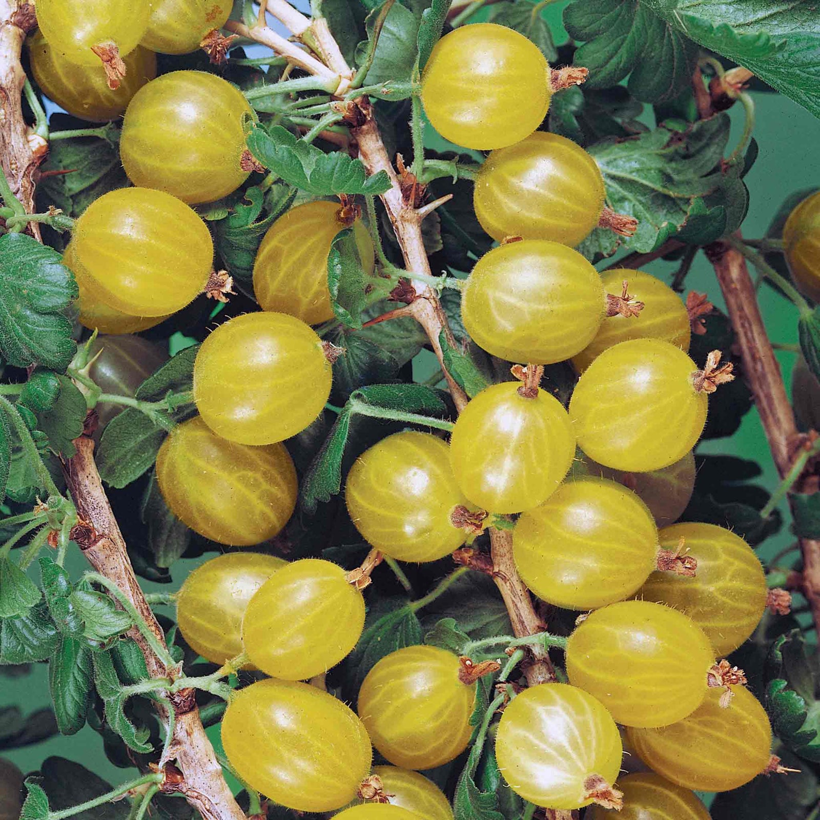Gooseberry Bush Collection Bushes | 3 x Bare Root