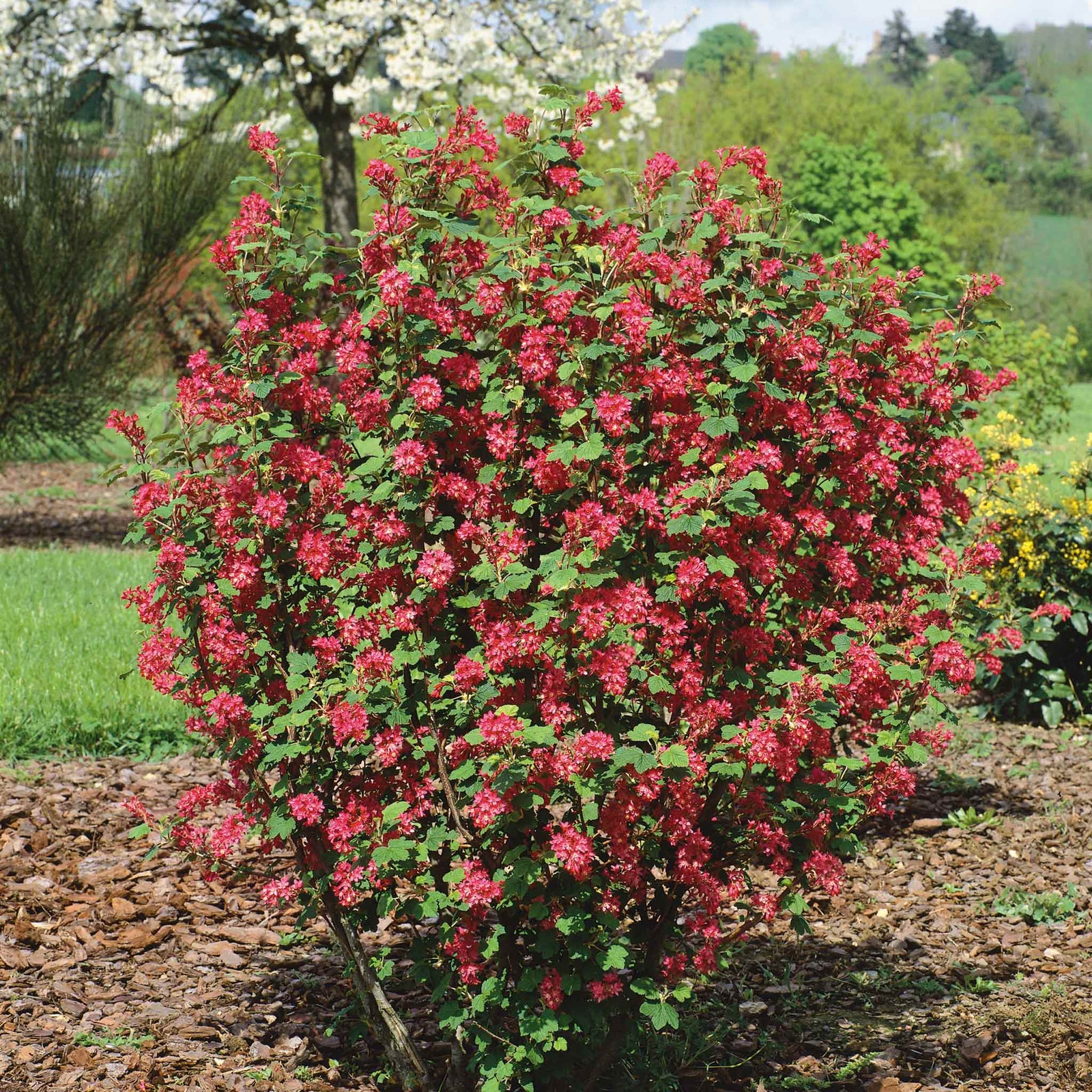 Ribes 'king Edward' 3 Litre Shrub | 1 x 3L