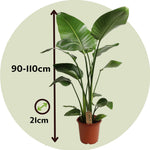 Giant Bird Of Paradise - Strelitzia Nicolai - Height 90-110cm - ⌀21cm | Set of 1 | Green