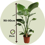 Giant Bird Of Paradise - Strelitzia Nicolai - Height 90-110cm - ⌀21cm | Set-of-1 | Green