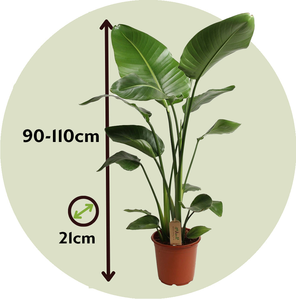 Giant Bird Of Paradise - Strelitzia Nicolai - Height 90-110cm - ⌀21cm | Set-of-1 | Green