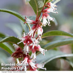 Sarcococca Winter Gem 9cm Pot | Set of 2
