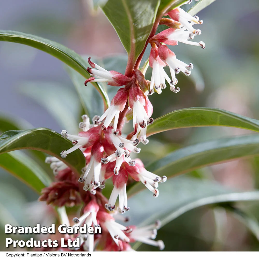 Sarcococca Winter Gem 9cm Pot | Set of 2