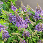 Buddleja 'butterfly Candy Little Sweetheart' Dwarf Purple Butterfly Bush | 1 x 9cm | Purple