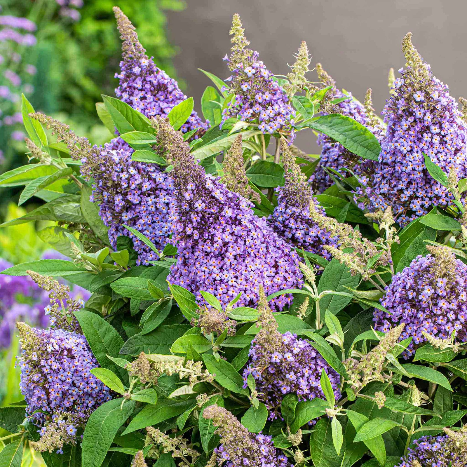 Buddleja 'butterfly Candy Little Sweetheart' Dwarf Purple Butterfly Bush | 1 x 3L | Purple