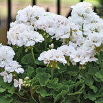 Geranium 'galaxy White' - White Zonal For Pots & Borders Plug Plants | 12 x Plug Plants | White