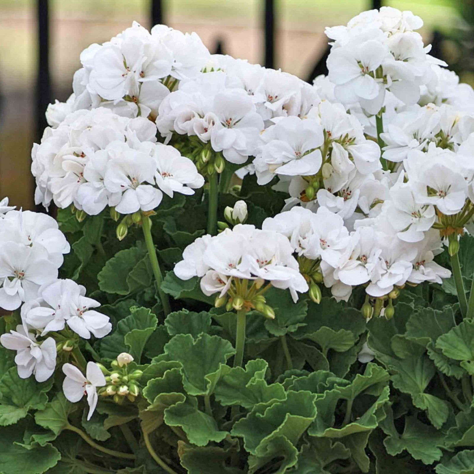 Geranium 'galaxy White' - White Zonal For Pots & Borders Plug Plants | 12 x Plug Plants | White