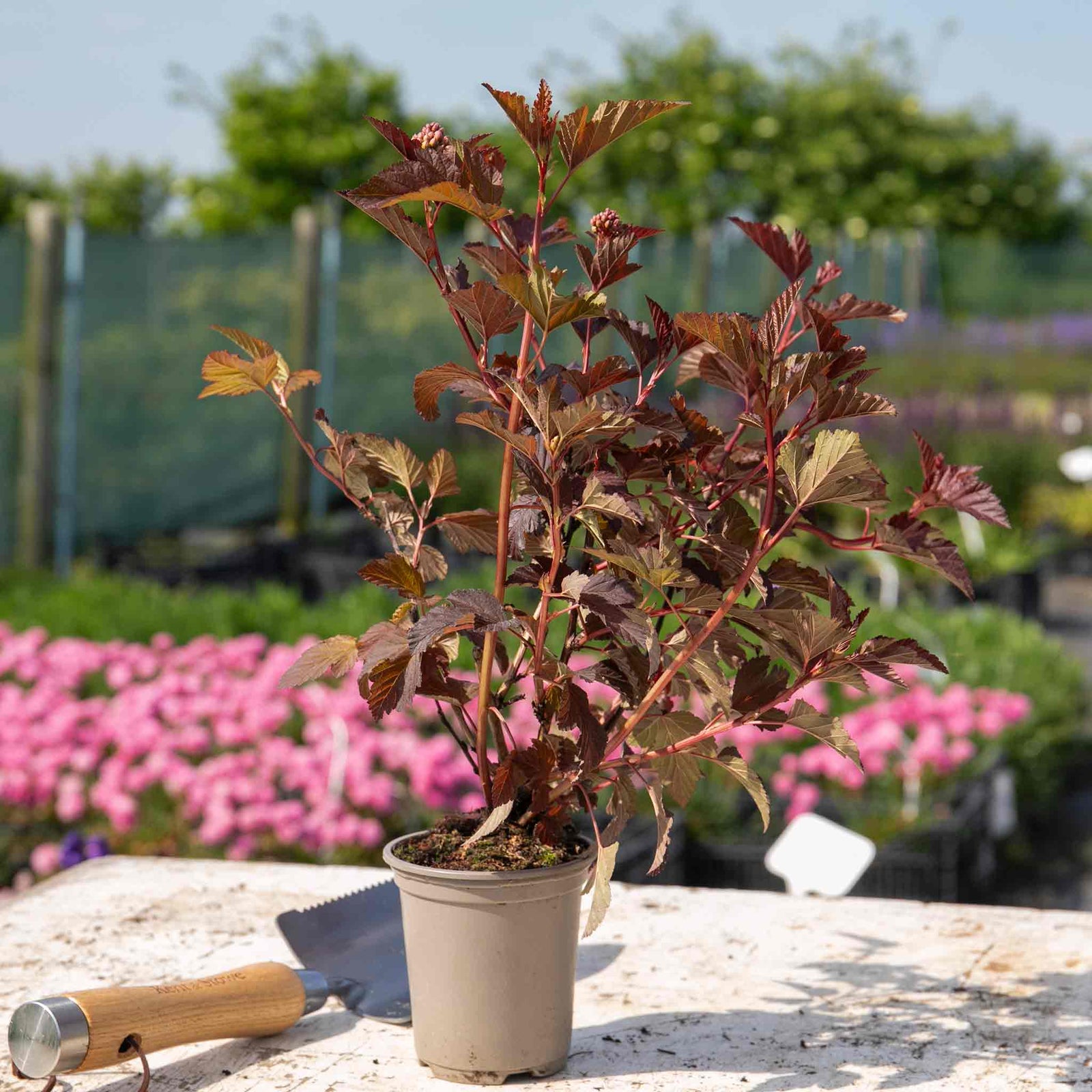 Physocarpus 'lady In Red' Hardy Red-foliage Shrub 150 Cm | 1 x 9cm