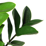 Artificial 75cm Zanzibar Green Gem Zamioculcas Succulent Indoor Plant