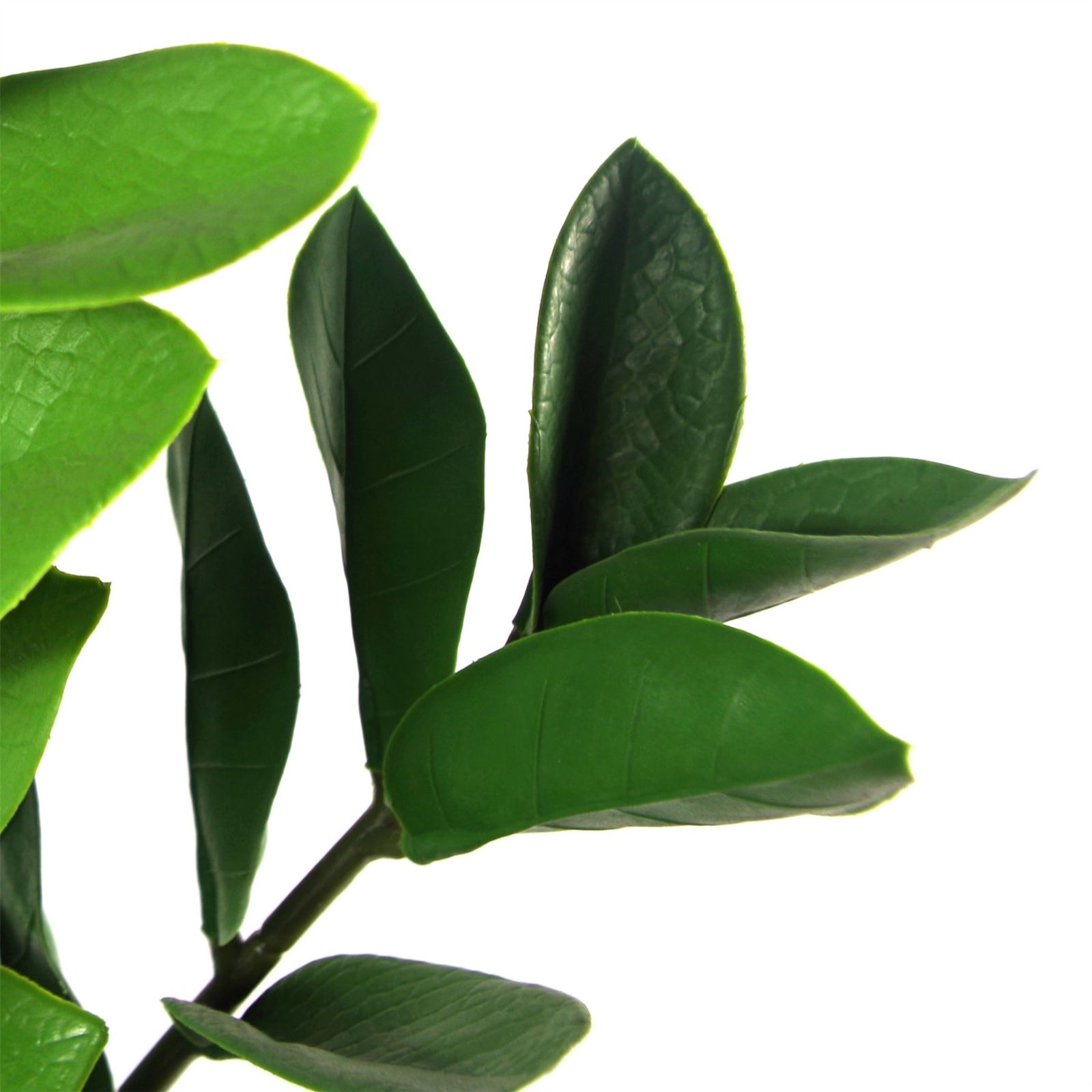 Artificial 75cm Zanzibar Green Gem Zamioculcas Succulent Indoor Plant