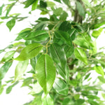 Artificial Ficus Tree Realistic - Huge 180cm 6ft