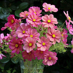 Cosmos 'xsenia' Seeds | 100 Seeds