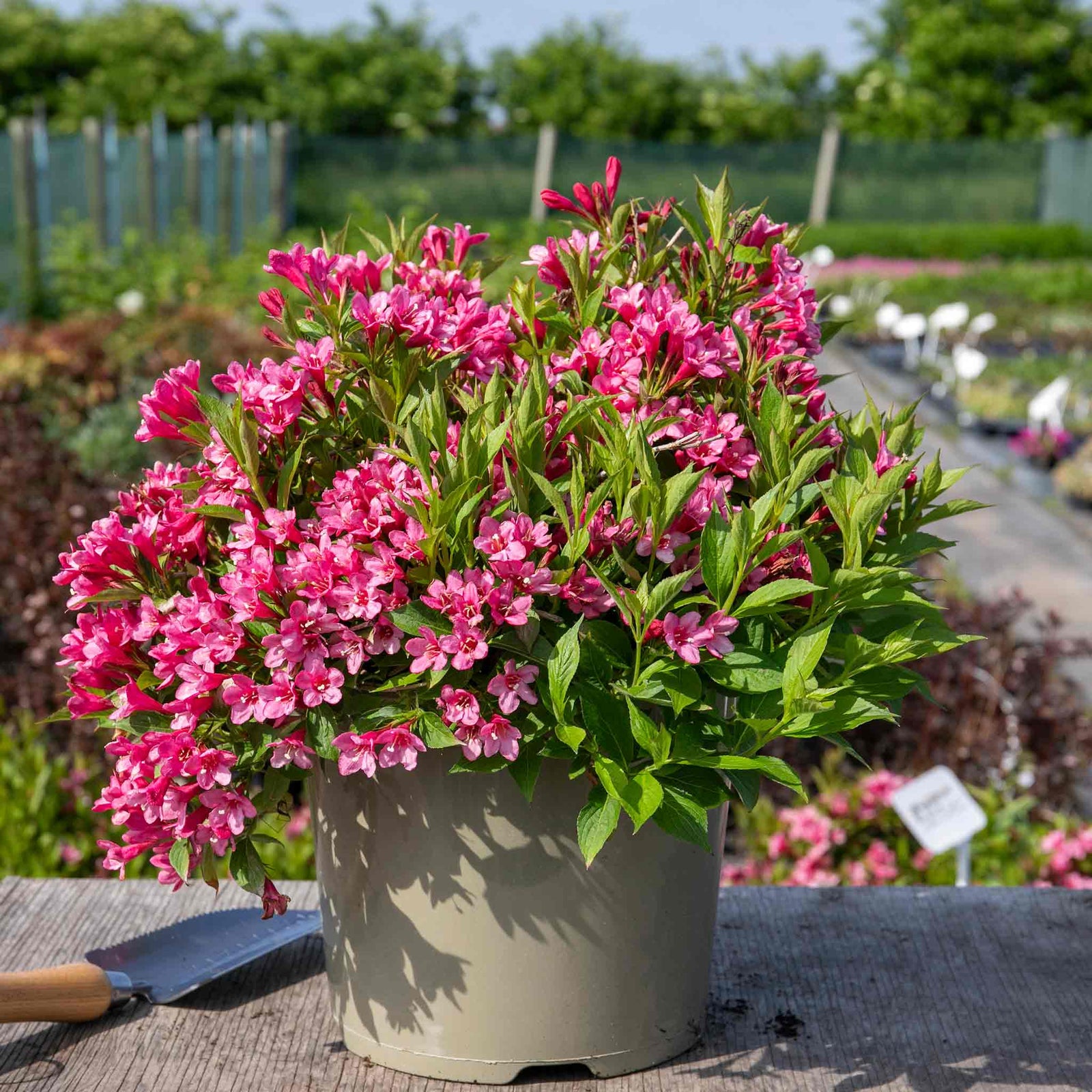 Weigela 'picobella Rosa' - Compact Pink-flowering Shrub | 1 x 7.5L | Pink
