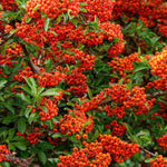 Hayloft Pyracantha Orange Star - 1 x 9cm Pot
