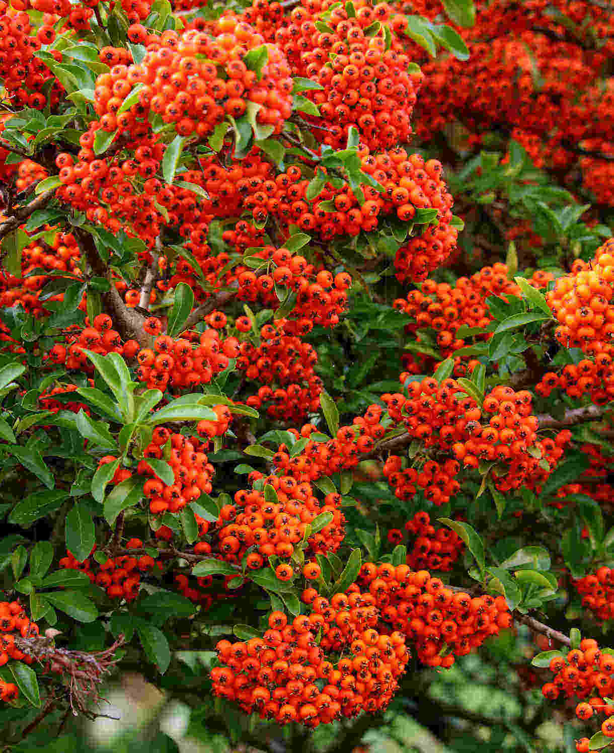 Hayloft Pyracantha Orange Star - 1 x 9cm Pot