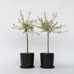 Flamingo Willow - 2 Pcs. - Salix Integra 'flamingo' - Height 60-80cm - ⌀17cm | Set of 2 | Pink