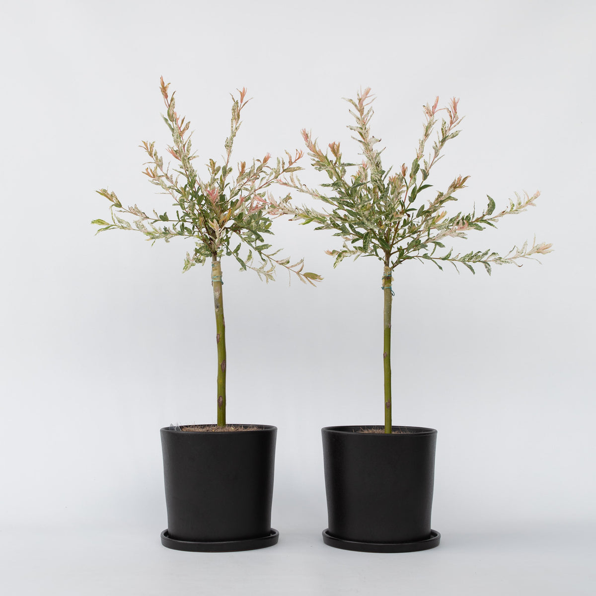 Flamingo Willow - 2 Pcs. - Salix Integra 'flamingo' - Height 60-80cm - ⌀17cm | Set of 2 | Pink
