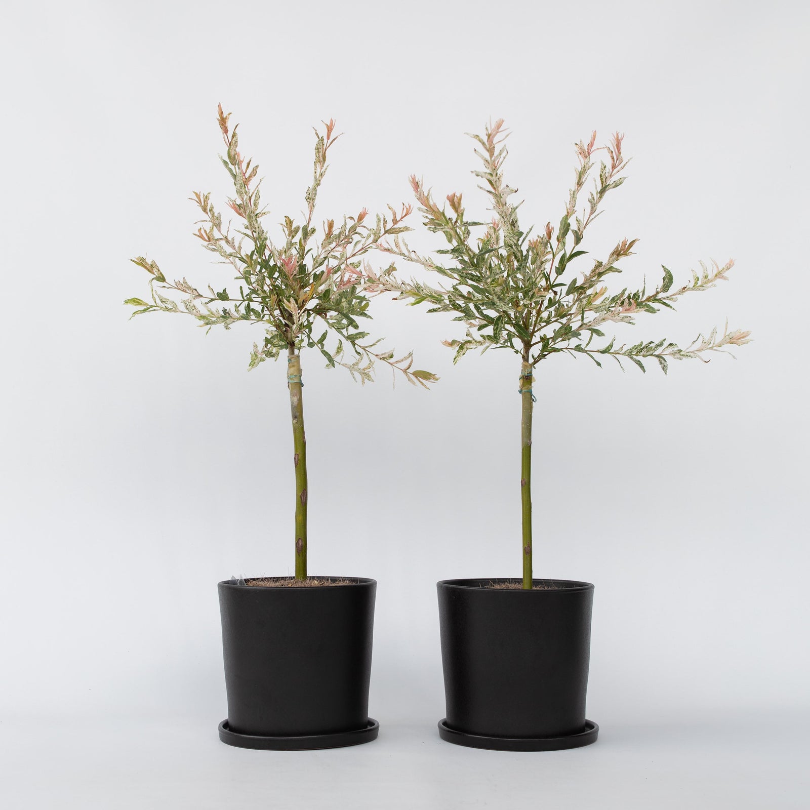Flamingo Willow - 2 Pcs. - Salix Integra 'flamingo' - Height 60-80cm - ⌀17cm | Set-of-2 | Pink