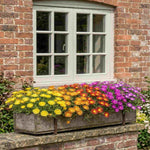 Delosperma Cooperi Solstice Collection - Young Plants | 10 x Plug Plants | Multi