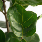 Fiddle-leaf Fig - Ficus Lyrata - Height 70-90cm - ⌀21cm | Set-of-1 | Green