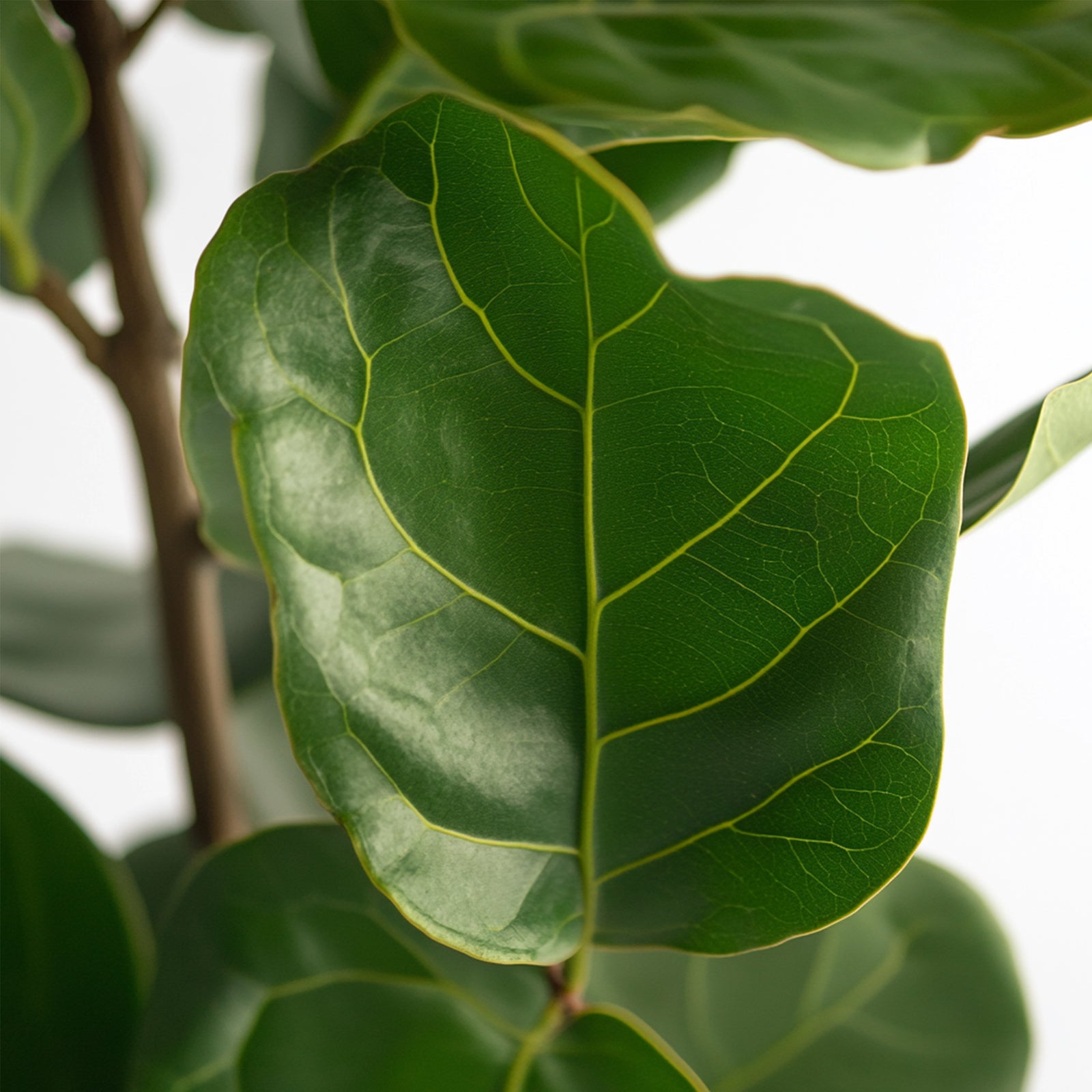 Fiddle-leaf Fig - Ficus Lyrata - Height 70-90cm - ⌀21cm | Set-of-1 | Green