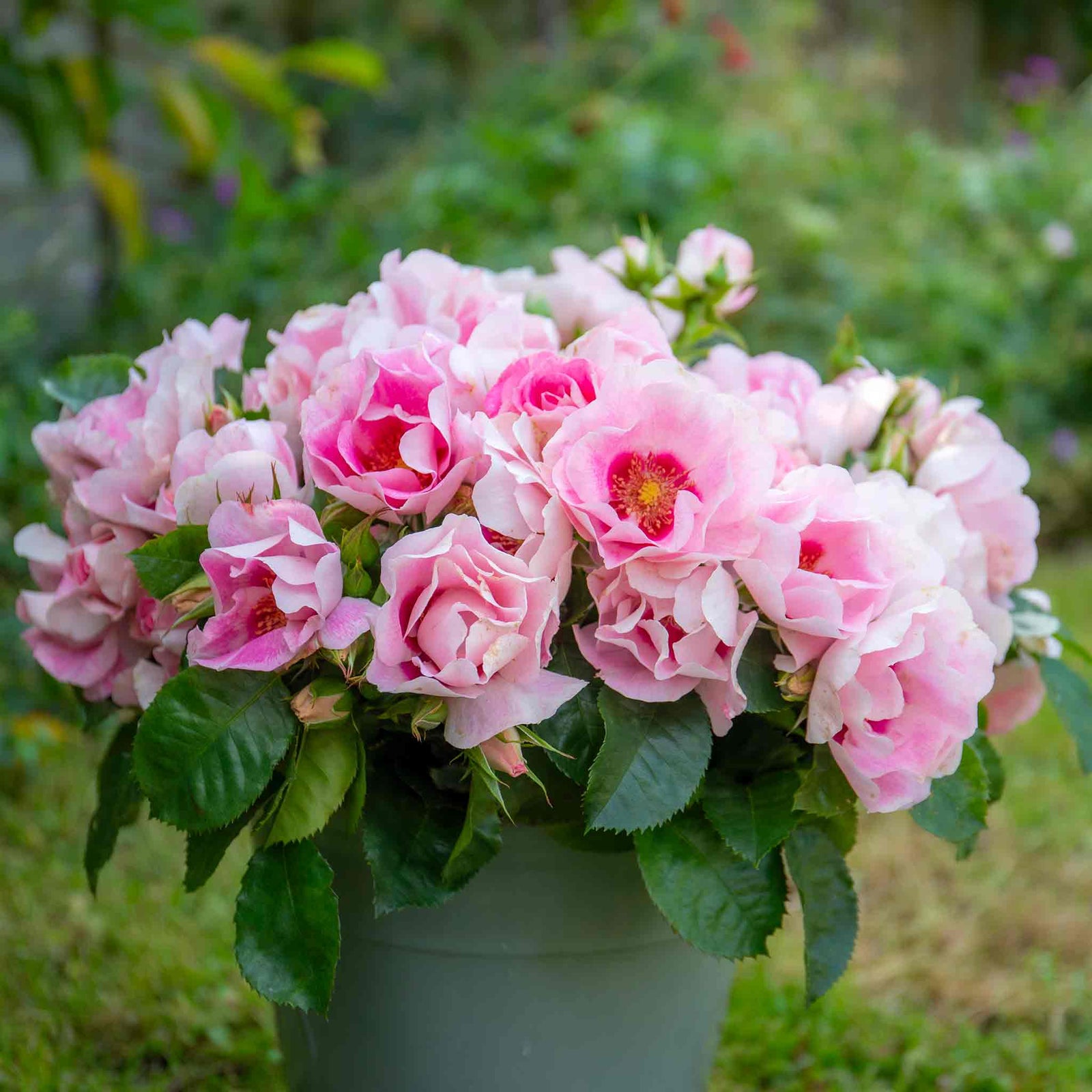 Rose 'see You In Rosé' (persica Floribunda, Fragrant, Pollinator-friendly) | 1 x Bare Root | Pink