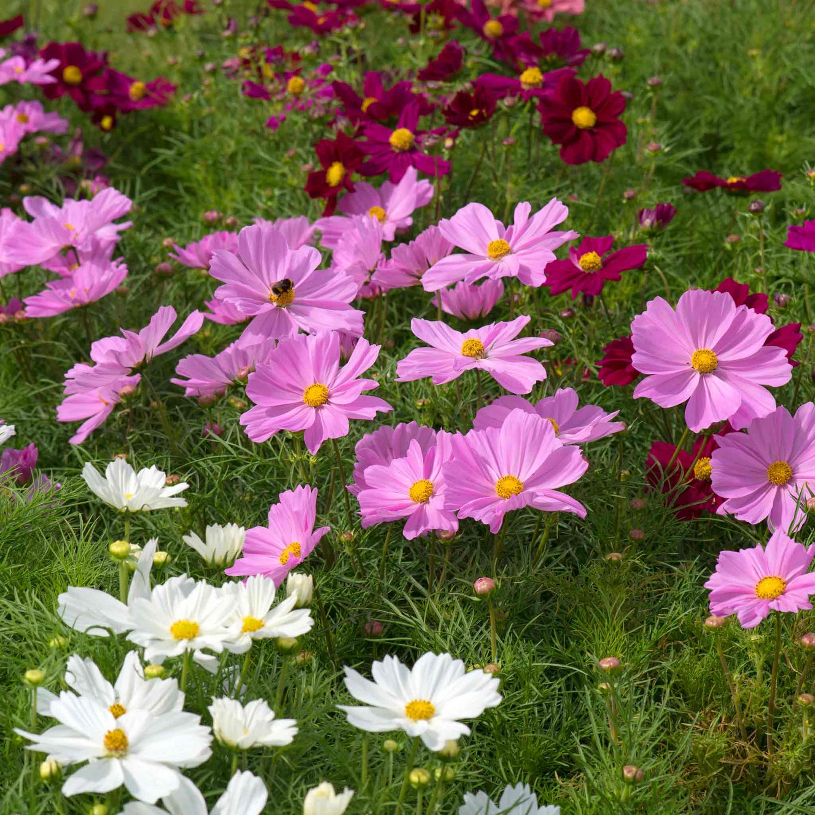 Cosmos 'apollo Mixed' Dwarf Agm Pollinator-friendly | 20 x Pro Grower Plugs | Multi Colour
