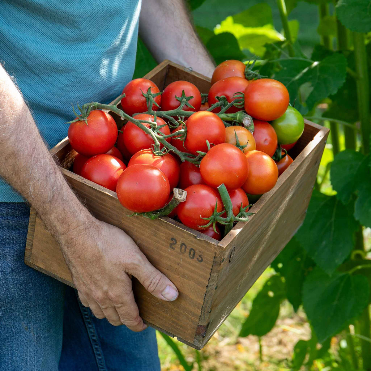 Cordon Tomato 'paoline' Blight-resistant Medium Red 9cm Plants | Set of 6