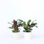 Never Never Plant - 4 Pcs. - Ctenanthe 'burle-marxii' - Height 25-40cm - ⌀12cm | Set of 4 | Green