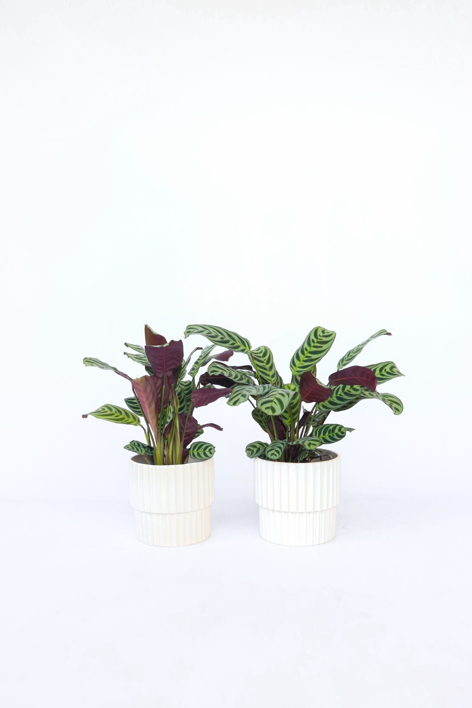 Never Never Plant - 4 Pcs. - Ctenanthe 'burle-marxii' - Height 25-40cm - ⌀12cm | Set of 4 | Green
