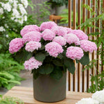 Hydrangea Macrophylla Doppio Rosato - 14cm pots | Set-of-3 | Pink