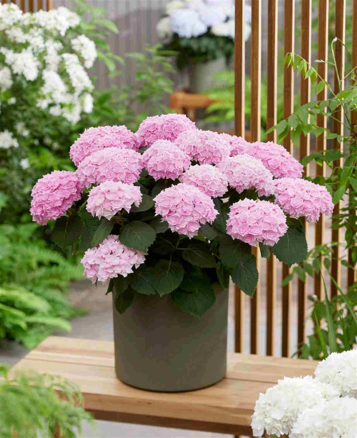 Hydrangea Macrophylla Doppio Rosato - 14cm pots | Set-of-3 | Pink