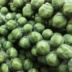 Brussel Sprouts 'brigitte' | 12 x Garden Ready Plants | Green