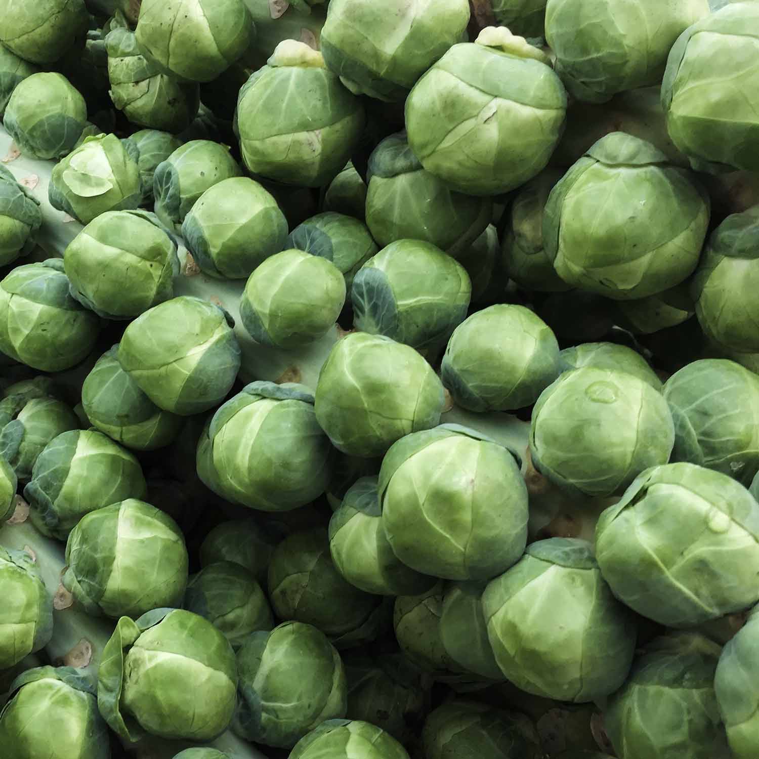 Brussel Sprouts 'brigitte' | 12 x Garden Ready Plants | Green