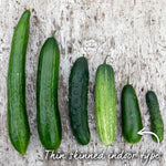 Cucumber Plant 'mini Munch' – Compact, High-yield (rhs Agm) Jumbo Plugs | Set of 6 | Green