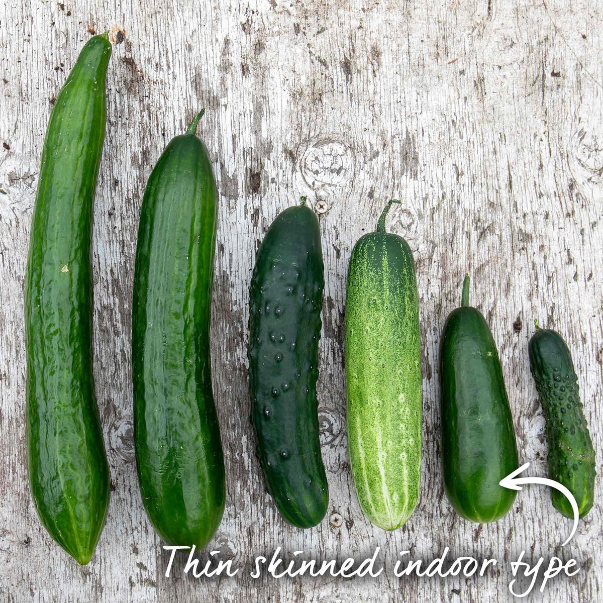 Cucumber Plant 'mini Munch' – Compact, High-yield (rhs Agm) Jumbo Plugs | Set of 6 | Green